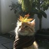 Medvezonok Konyakyan