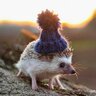 Sanchez_Chestov